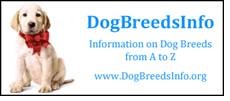dog_breed_info.jpg