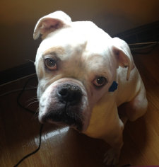 theboxerrescuehomepage001005.jpg