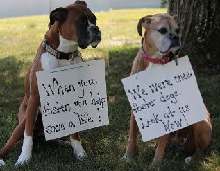 theboxerrescuehomepage001012.jpg