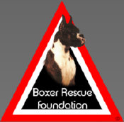 theboxerrescuehomepage001019.jpg