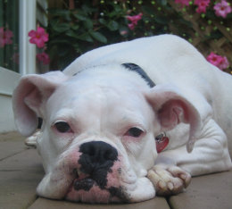 theboxerrescuehomepage001025.jpg