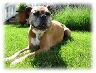 theboxerrescuehomepage017006.jpg