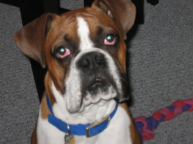 theboxerrescuehomepage019003.jpg