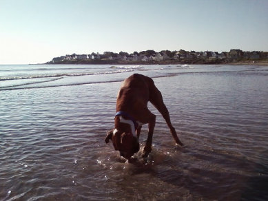 theboxerrescuehomepage019004.jpg