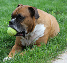 theboxerrescuehomepage019007.jpg