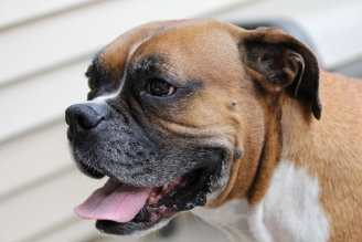 theboxerrescuehomepage019008.jpg