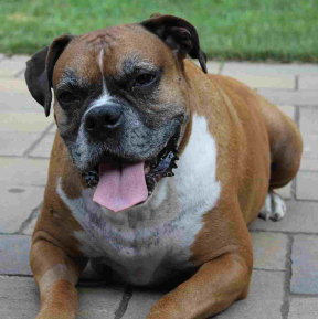 theboxerrescuehomepage020003.jpg