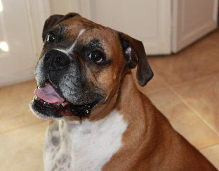 theboxerrescuehomepage020004.jpg