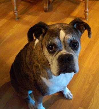 theboxerrescuehomepage021001.jpg