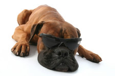 theboxerrescuehomepage022015.jpg