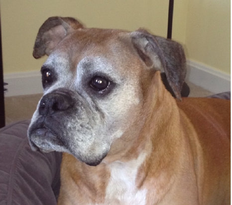 theboxerrescuehomepage023001.jpg