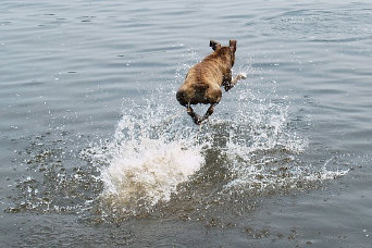 theboxerrescuehomepage024017.jpg