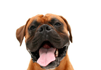 theboxerrescuehomepage025015.jpg