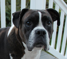 theboxerrescuehomepage028006.jpg