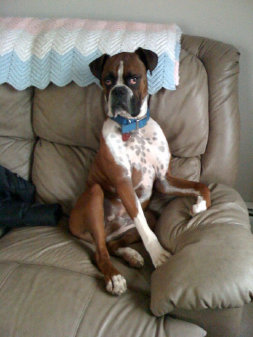 theboxerrescuehomepage028015.jpg