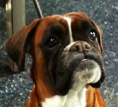 theboxerrescuehomepage030007.jpg