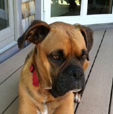 theboxerrescuehomepage031001.jpg