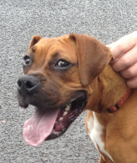 theboxerrescuehomepage031004.jpg