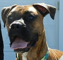 theboxerrescuehomepage031007.jpg