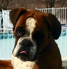 theboxerrescuehomepage031014.jpg