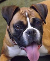 theboxerrescuehomepage032002.jpg