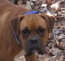 theboxerrescuehomepage036002.jpg