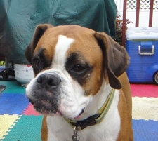 theboxerrescuehomepage036006.jpg