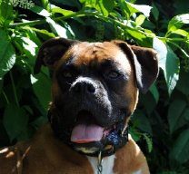 theboxerrescuehomepage036008.jpg