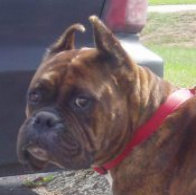 theboxerrescuehomepage036013.jpg