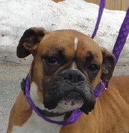 theboxerrescuehomepage036017.jpg