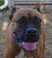 theboxerrescuehomepage036018.jpg