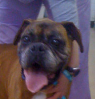 theboxerrescuehomepage036020.jpg
