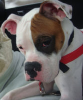 theboxerrescuehomepage036024.jpg