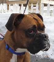 theboxerrescuehomepage036025.jpg