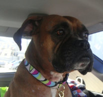 theboxerrescuehomepage036028.jpg