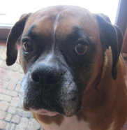 theboxerrescuehomepage036031.jpg