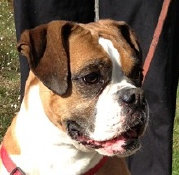 theboxerrescuehomepage037001.jpg