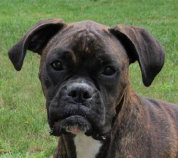 theboxerrescuehomepage037007.jpg