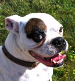 theboxerrescuehomepage037009.jpg