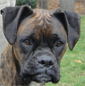 theboxerrescuehomepage037010.jpg
