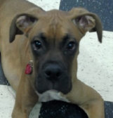 theboxerrescuehomepage037023.jpg