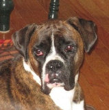 theboxerrescuehomepage037026.jpg