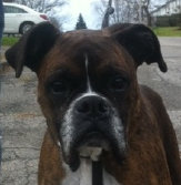 theboxerrescuehomepage037029.jpg