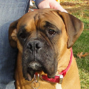 theboxerrescuehomepage037030.jpg