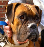 theboxerrescuehomepage037033.jpg