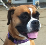 theboxerrescuehomepage037034.jpg