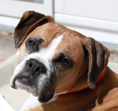 theboxerrescuehomepage038006.jpg