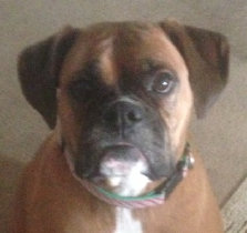 theboxerrescuehomepage038007.jpg