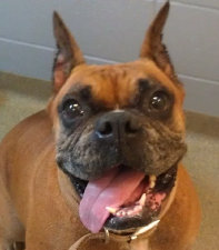 theboxerrescuehomepage038021.jpg