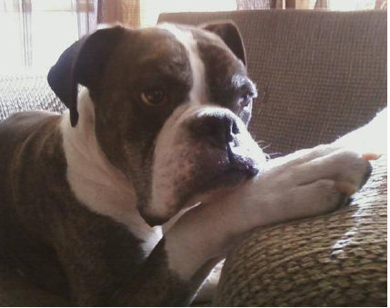 theboxerrescuehomepage039006.jpg